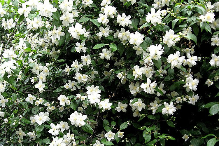 Jaśminowiec Mont Blanc Philadelphus P9