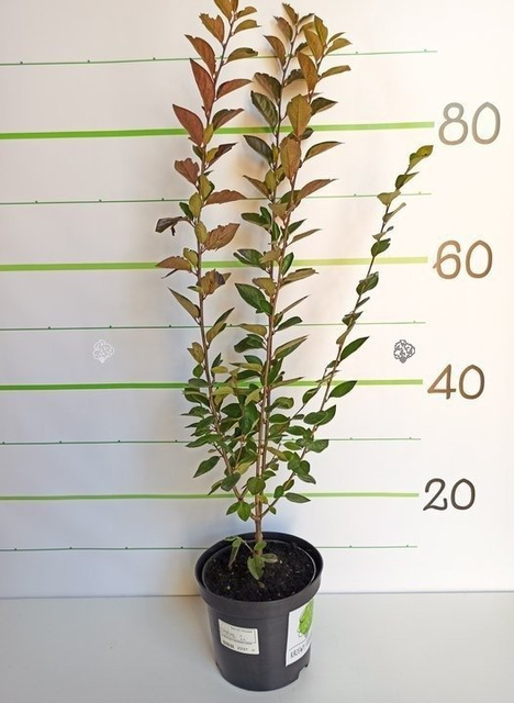 Irga błyszcząca Cotoneaster lucidus P9
