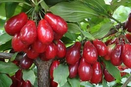 Dereń jadalny Paczoski szczepiony Cornus mas