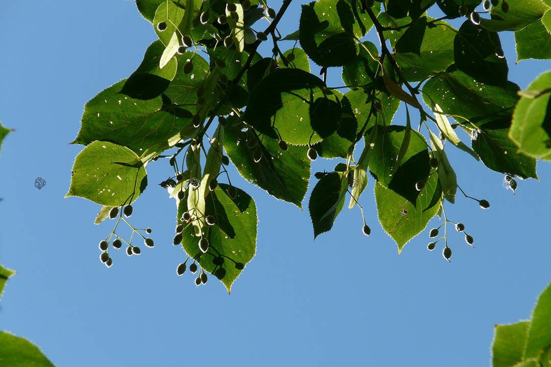Lipa drobnolistna Tilia cordata C2
