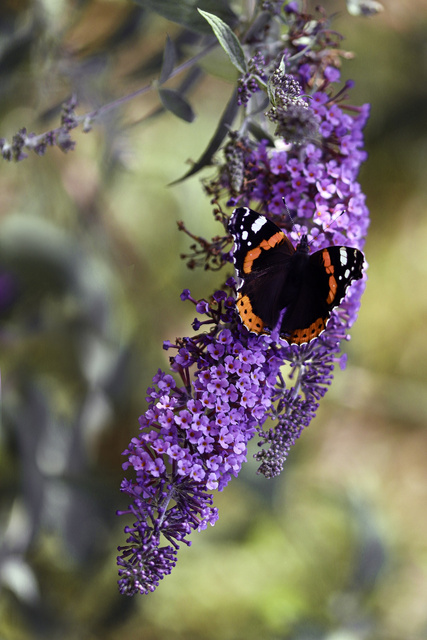 Budleja Davida Black Knight Buddleja davidii P9