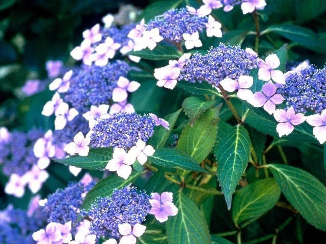 Hortensja piłkowana Bluebird Hydrangea serrata C3