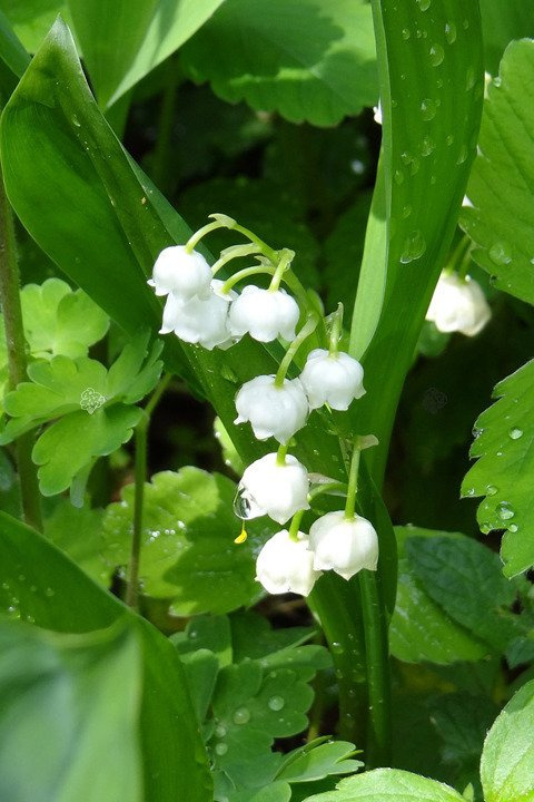 Konwalia majowa Convallaria majalis P9