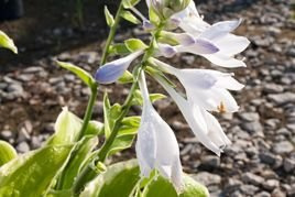 Funkia Fragrant Bouquet Hosta C2