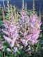 Tawułka chińska Pumila Astilbe chinensis P9