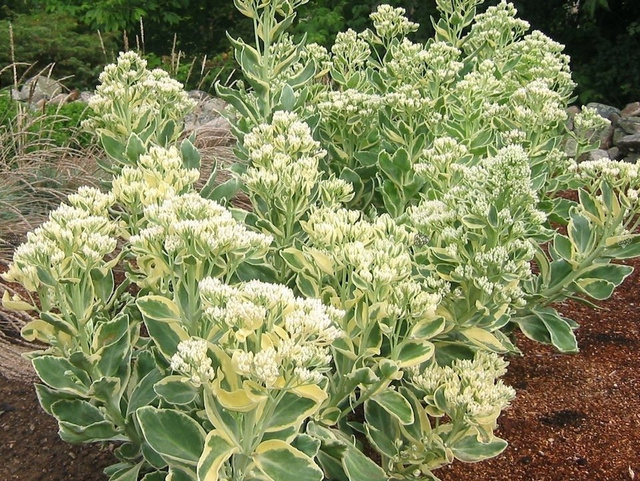 Rozchodnik Frosty Morn Sedum P9