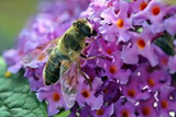 Budleja Davida Ile de France Buddleja davidii P9