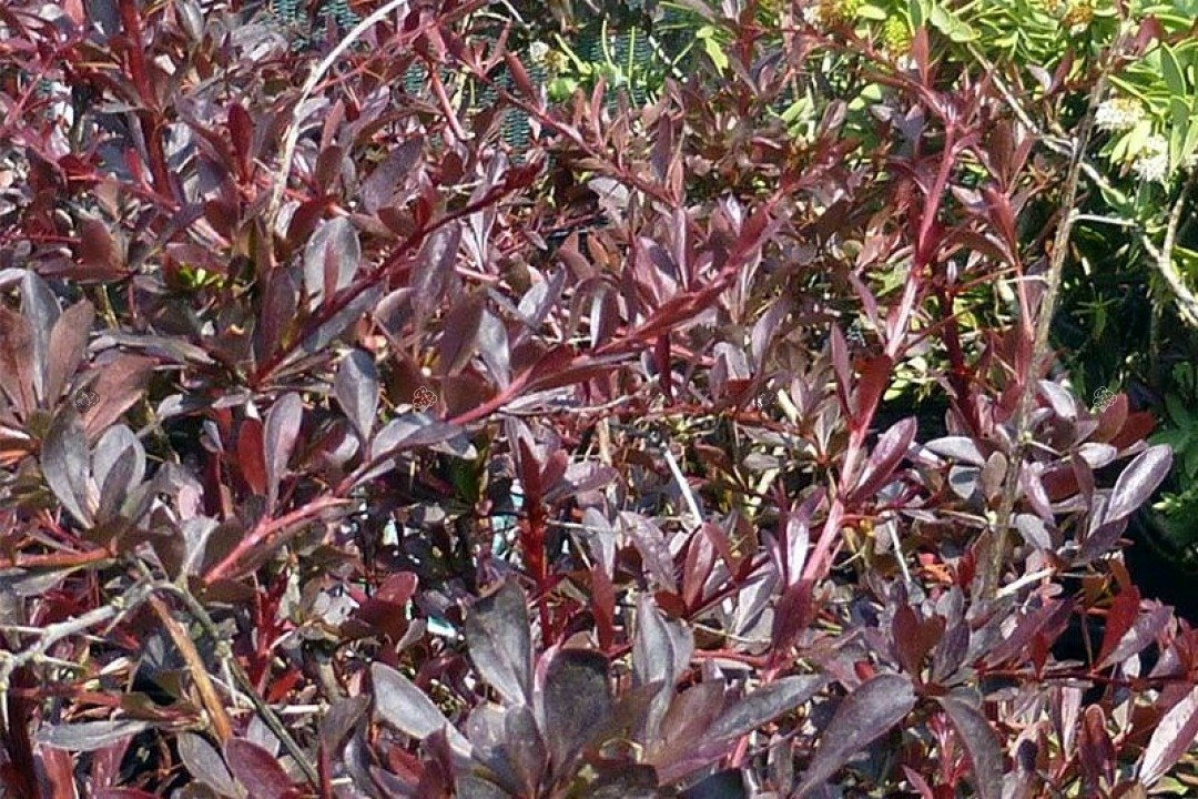 Berberys Thunberga Red Chief Berberis thunbergii C2