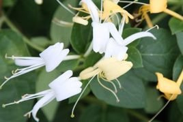 Wiciokrzew japoński Aureoreticulata Lonicera japonica P9
