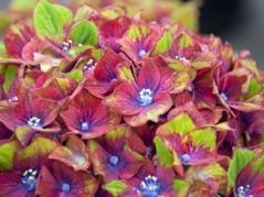 Hortensja ogrodowa Schloss Wackerbarth PBR Hydrangea macrophylla C5