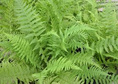 Wietlica samicza Athyrium filix femina C3