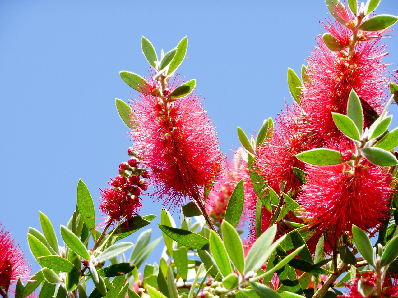 Kuflik Endeavour Callistemon P9