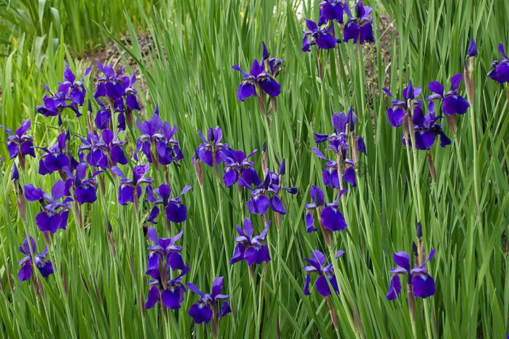 Kosaciec syberyjski Dark Blue Iris sibirica C1