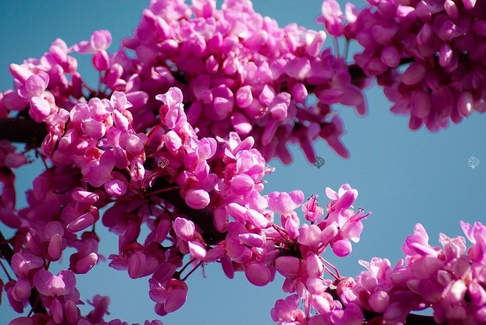 Judaszowiec kanadyjski Cercis canadensis C5