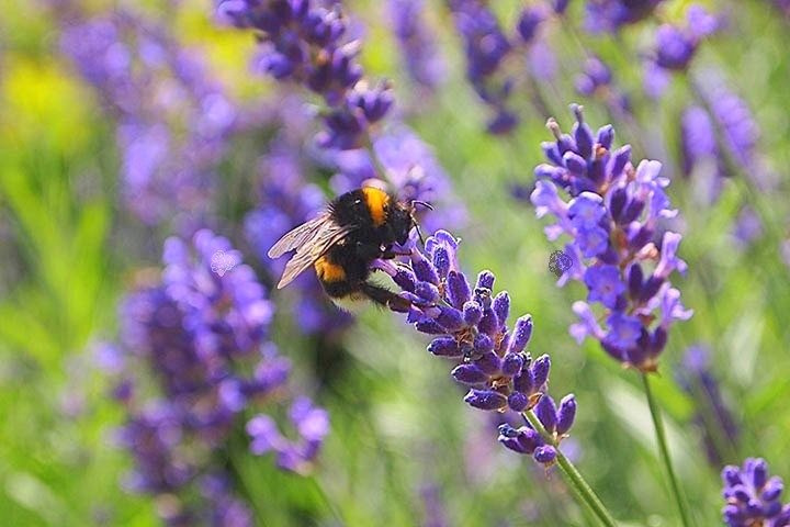 Lawenda wąskolistna Hidcote Blue Strain Lavandula angustifolia P9