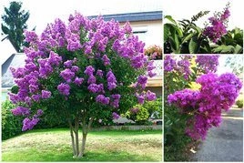 Lagerstroemia indyjska fioletowa Lagerstroemia indica C2