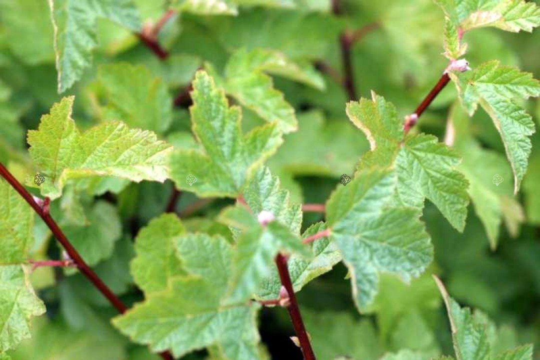 Pęcherznica główkowa Tilden Park Physocarpus capitatus P9