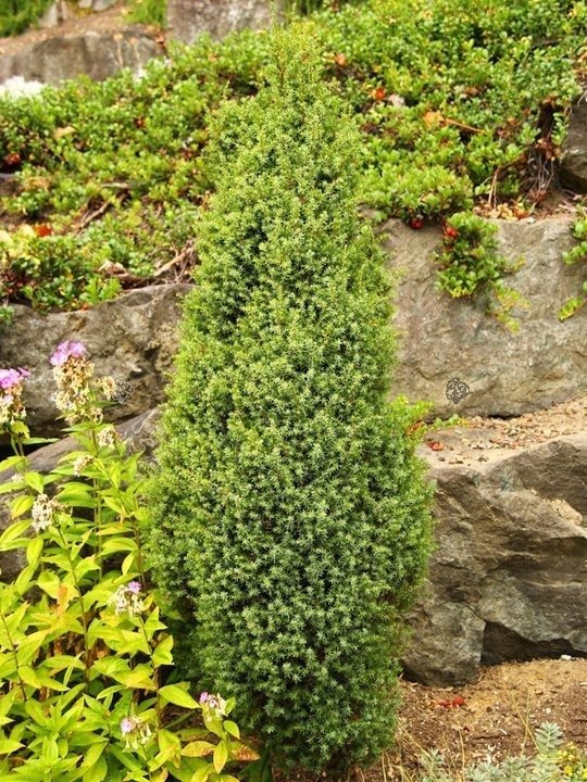 Jałowiec pospolity Compressa Juniperus communis P9