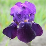Kosaciec Bishop's Robe Iris germanica P9