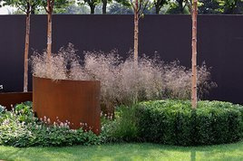 Śmiałek darniowy Bronzeschleier Deschampsia cespitosa C3