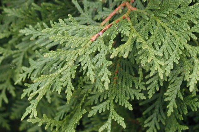 Tuja Columna Thuja occidentalis C5