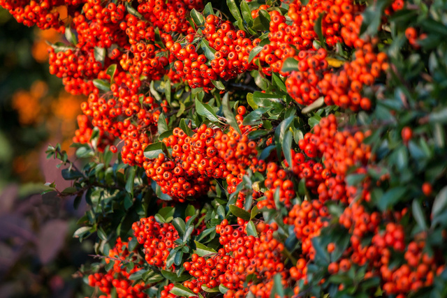Ognik szkarłatny Red Cushion Pyracantha coccinea P9