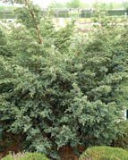 Jałowiec chiński Blue Alps Juniperus chinensis C7,5