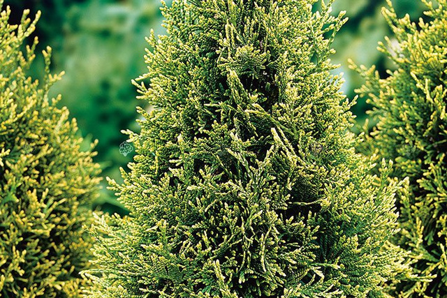 Tuja Brabant Gold Thuja occidentalis Golden Brabant PBR P9