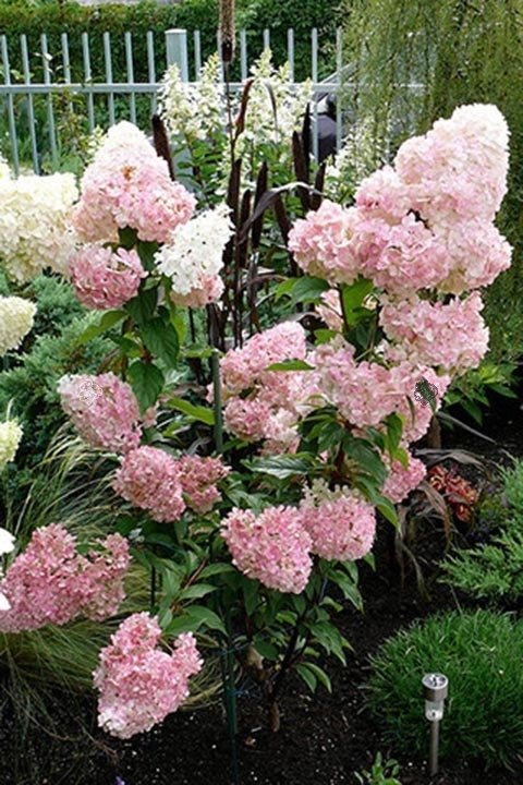 Hortensja bukietowa Sundae Fraise PBR Hydrangea paniculata C5