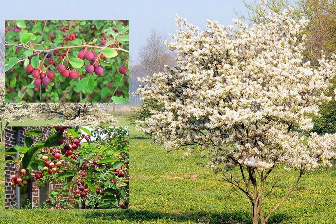 Świdośliwa Lamarcka Amelanchier lamarckii C2
