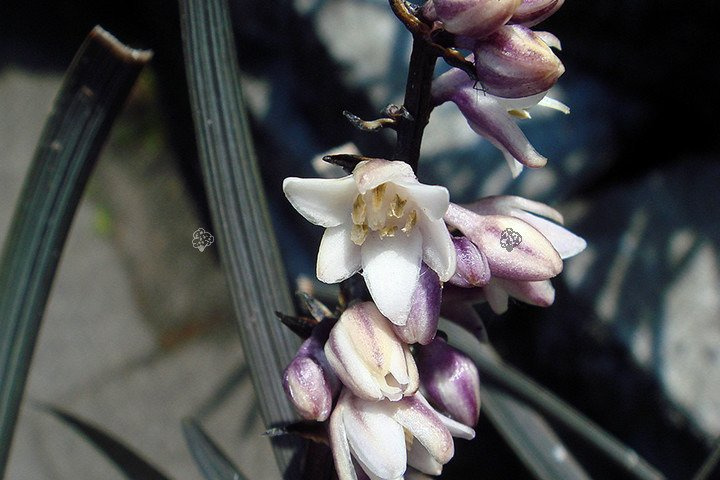 Konwalnik płaskopędowy Nigrescens Ophiopogon planiscapus P9