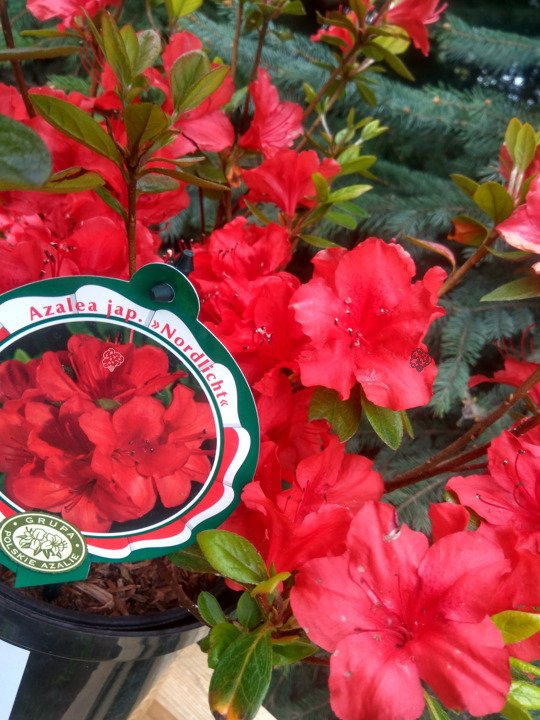 Azalia japońska Nordlicht Rhododendron obtusum C2