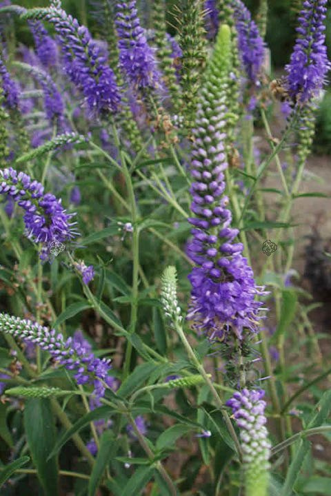 Przetacznik długolistny Blauriesin Veronica longifolia C2