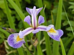 Kosaciec różnobarwny Gerald Darby Iris versicolor C2