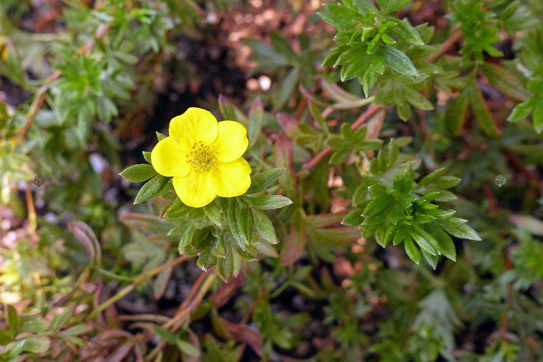 Pięciornik krzewiasty Kobold Potentilla fruticosa P9