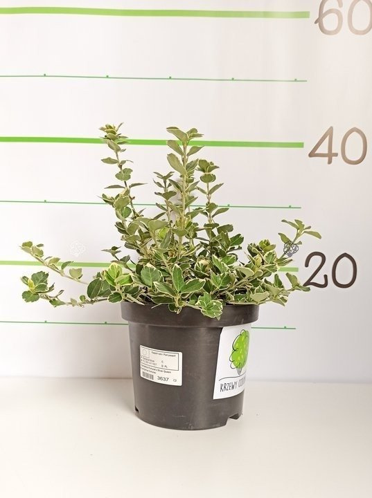 Trzmielina Fortune'a Silver Queen Euonymus fortunei C2