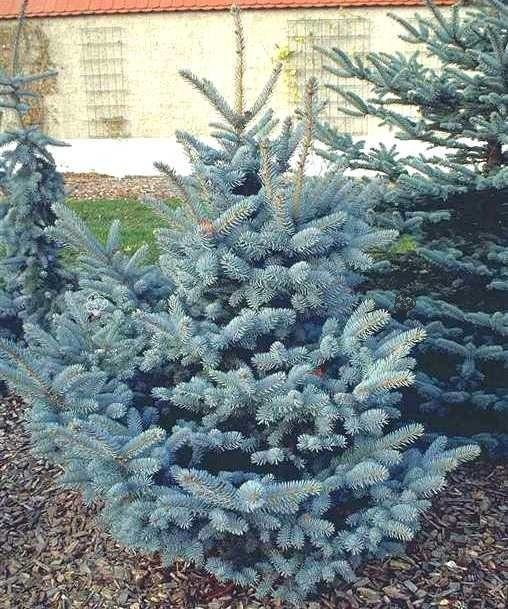 Świerk kłujący Oldenburg Picea pungens C5