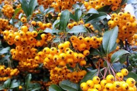 Ognik szkarłatny Teton Pyracantha coccinea C5
