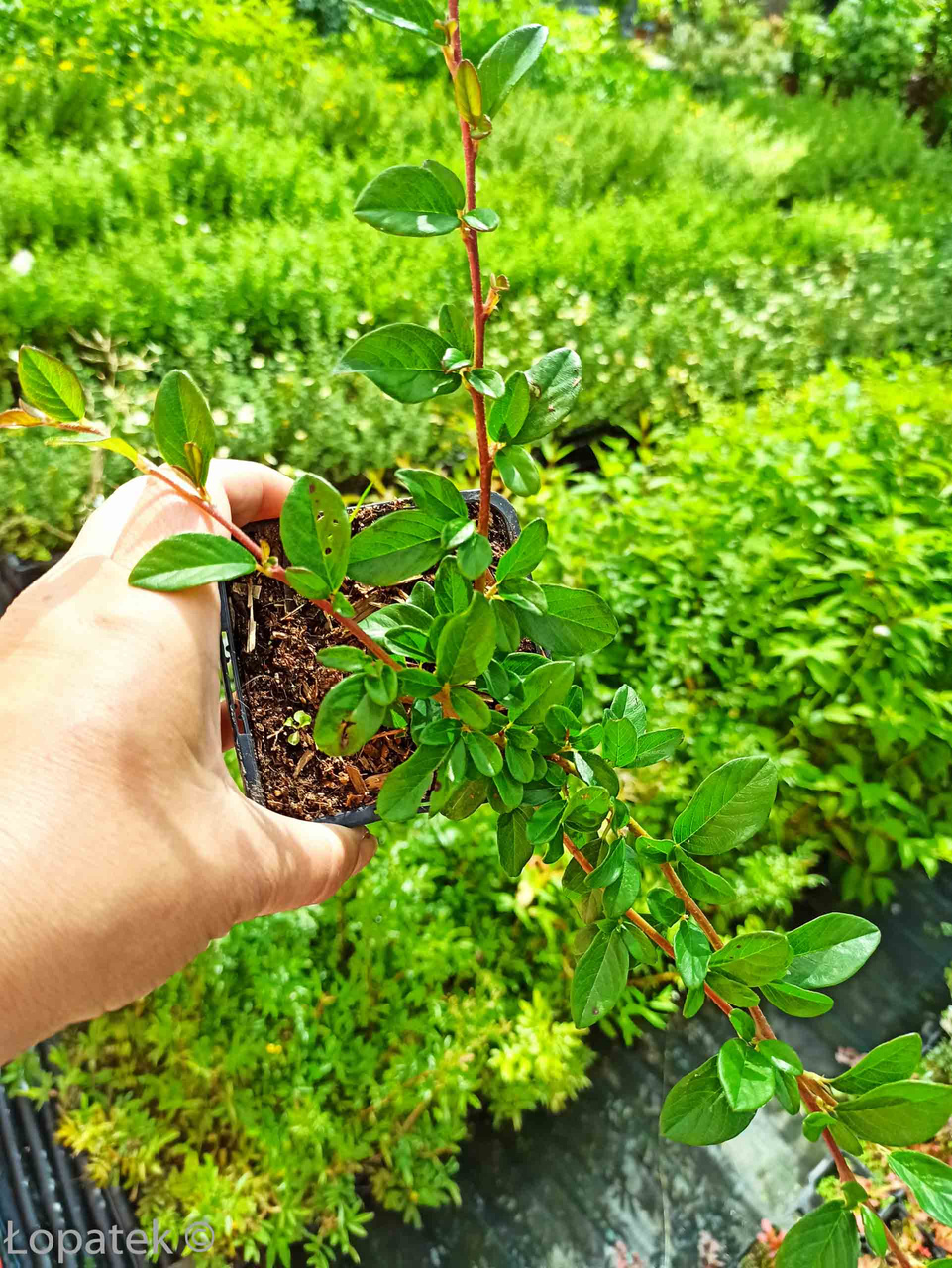 Irga płożąca Dammera Major Cotoneaster dammeri P9