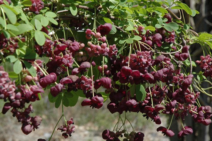 Akebia pięciolistkowa Akebia quinata C1