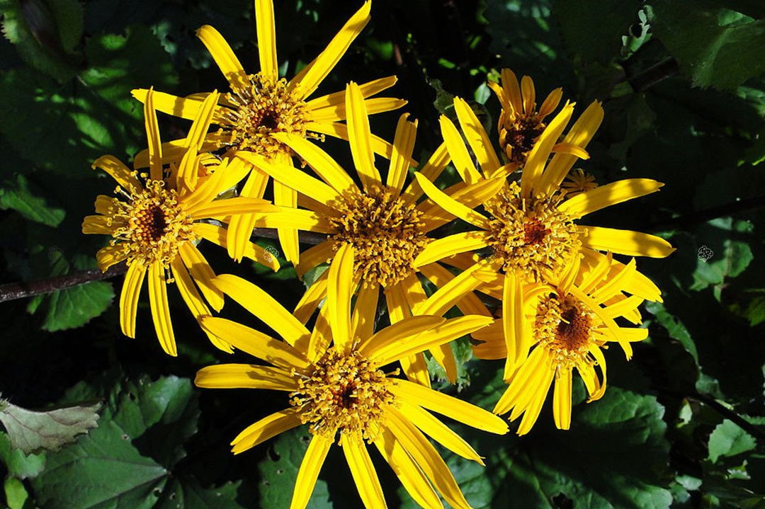 Języczka pomarańczowa Ligularia dentata P9