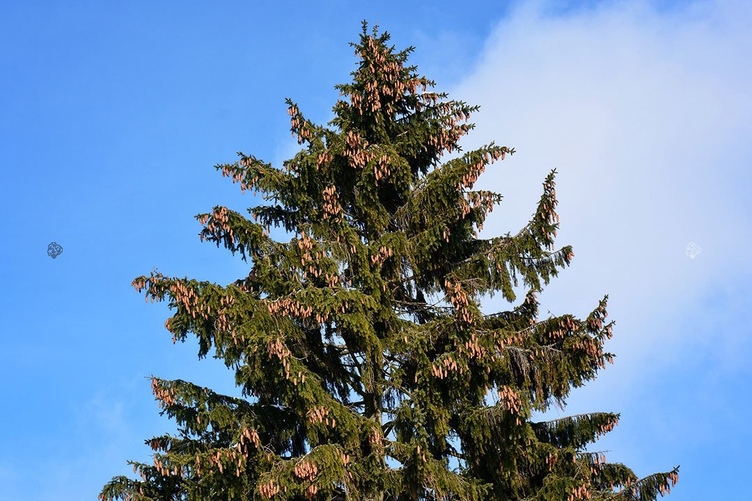 Świerk pospolity Picea abies P9