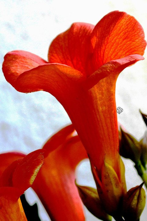 Milin amerykański Flamenco Campsis radicans C2
