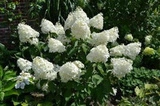Hortensja bukietowa Phantom Hydrangea paniculata