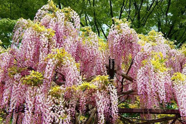 Glicynia kwiecista Honbeni Wisteria floribunda C2