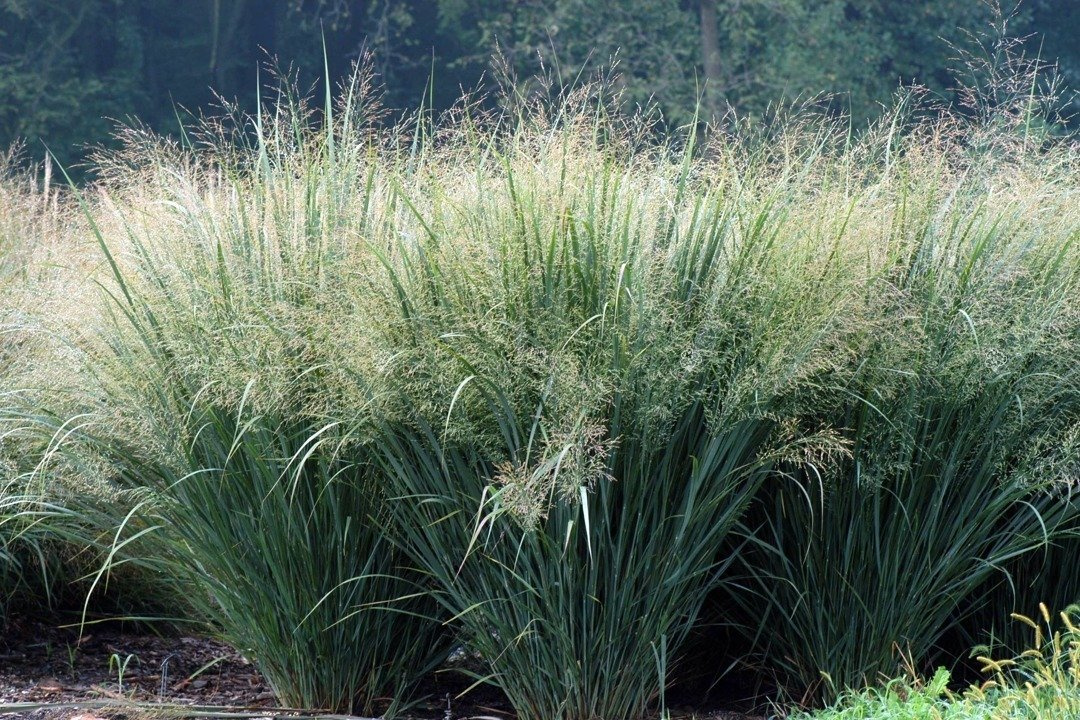 Proso rózgowate Heavy Metal Panicum virgatum P9