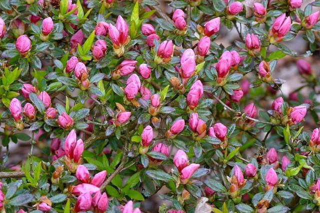 Azalia japońska Madame van Hecke Rhododendron obtusum C2