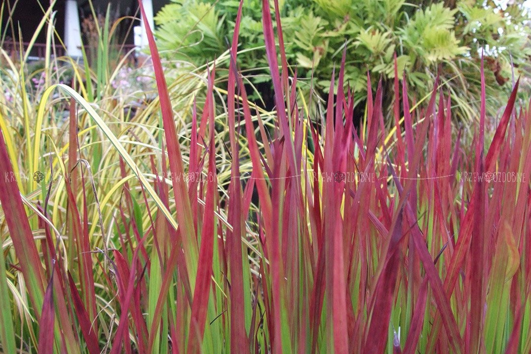 Imperata cylindryczna Red Baron Imperata cylindrica C5