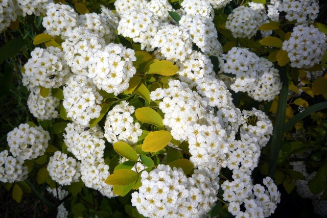 Tawuła van Houtte'a Gold Fountain Spiraea vanhouttei P9