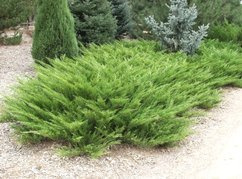 Jałowiec sabiński Arcadia Juniperus sabina C3